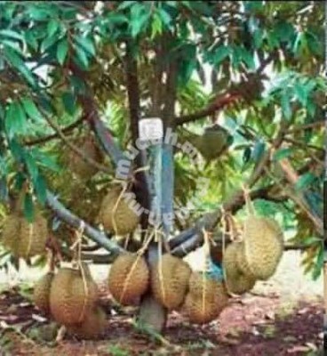 Durian mottong, bantal mas, d159