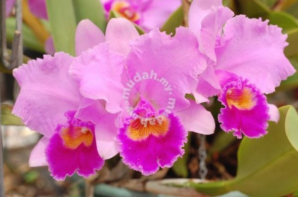 Baja organic untuk bunga orkid - avvis-s magic