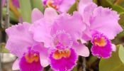 Baja organic untuk bunga orkid - avvis-s magic