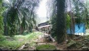 Tanah Sawit dan Reban Ayam Changlun Kedah