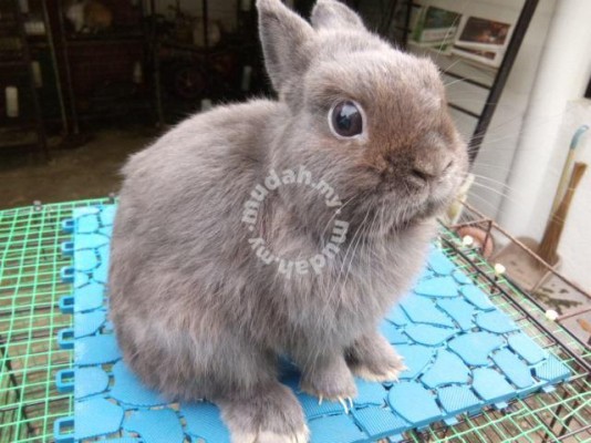 Arnab Purebreed Netherland Dwarf Rabbit