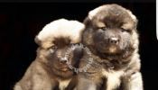 Caucasian shepherd puppies for sales